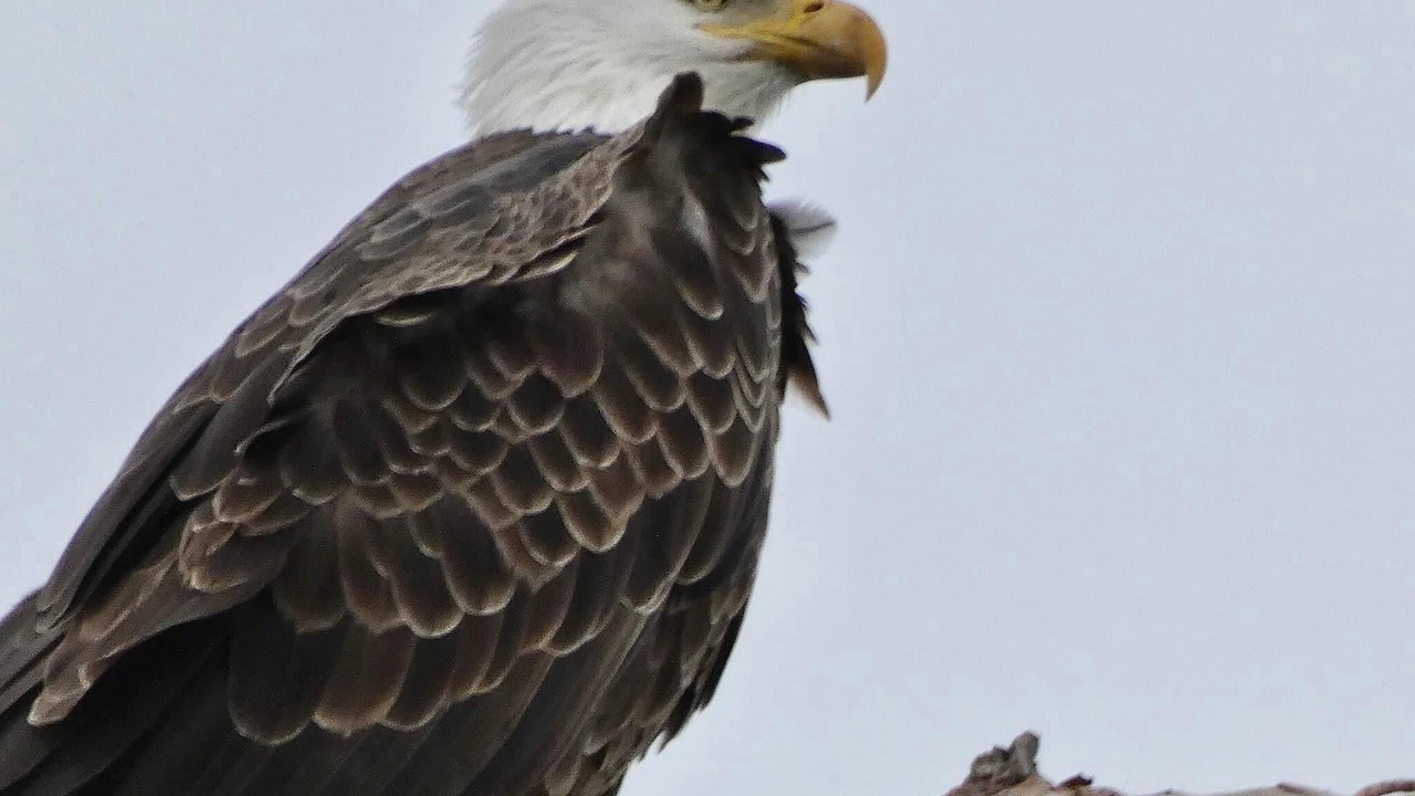 Photo of Others in Hornbeak