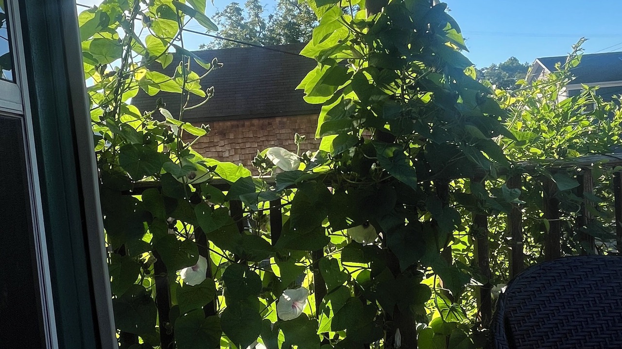 Photo of Outdoor in Vine