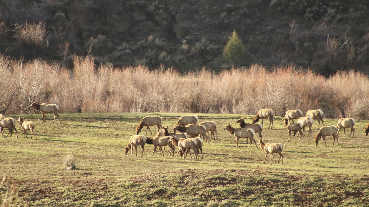 Photo of Others in Meeker