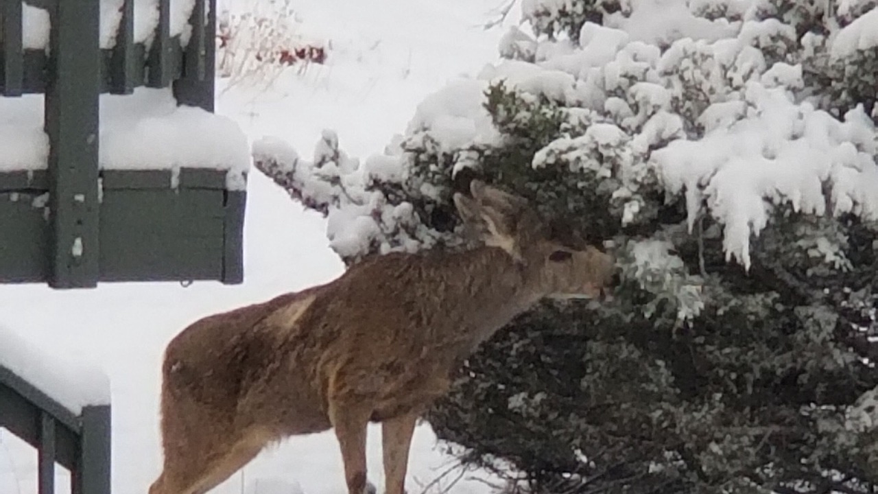 Photo of Outdoor in West Colorado Springs