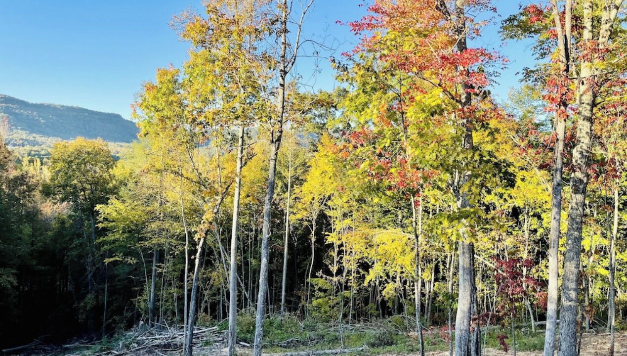 Photo of Outdoor in Winona