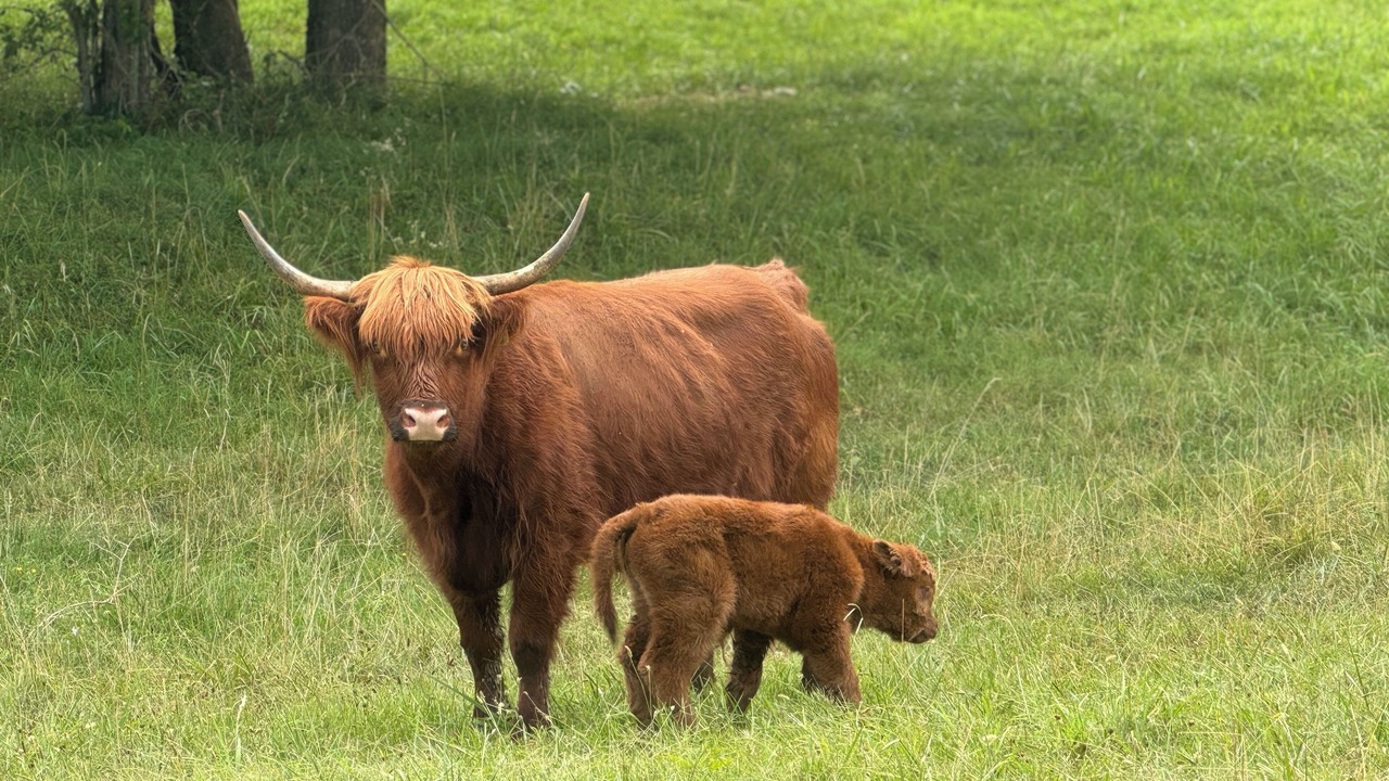Photo of Others in Spring Hill