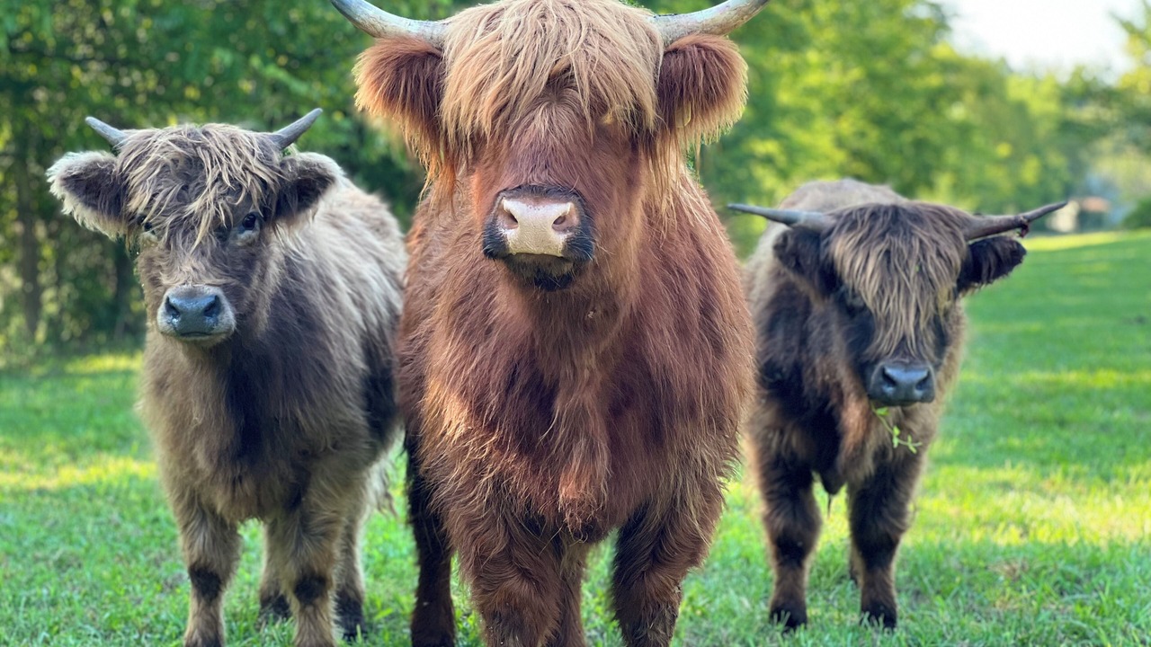 Photo of Others in Spring Hill
