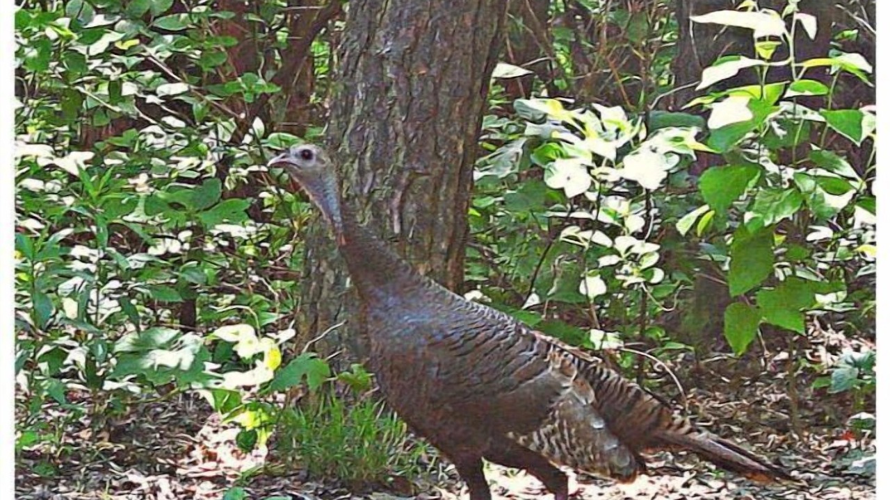 Photo of Others in South Bloomingville