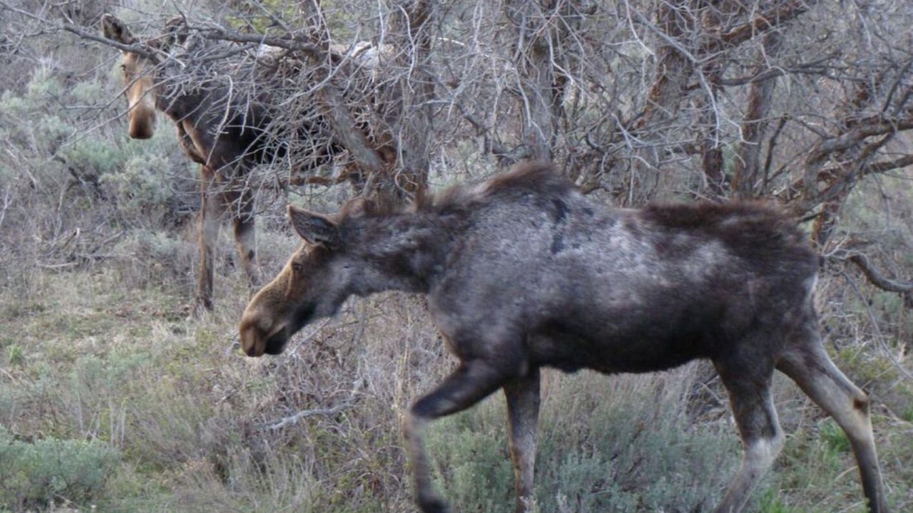 Photo of Others in Timber Lakes
