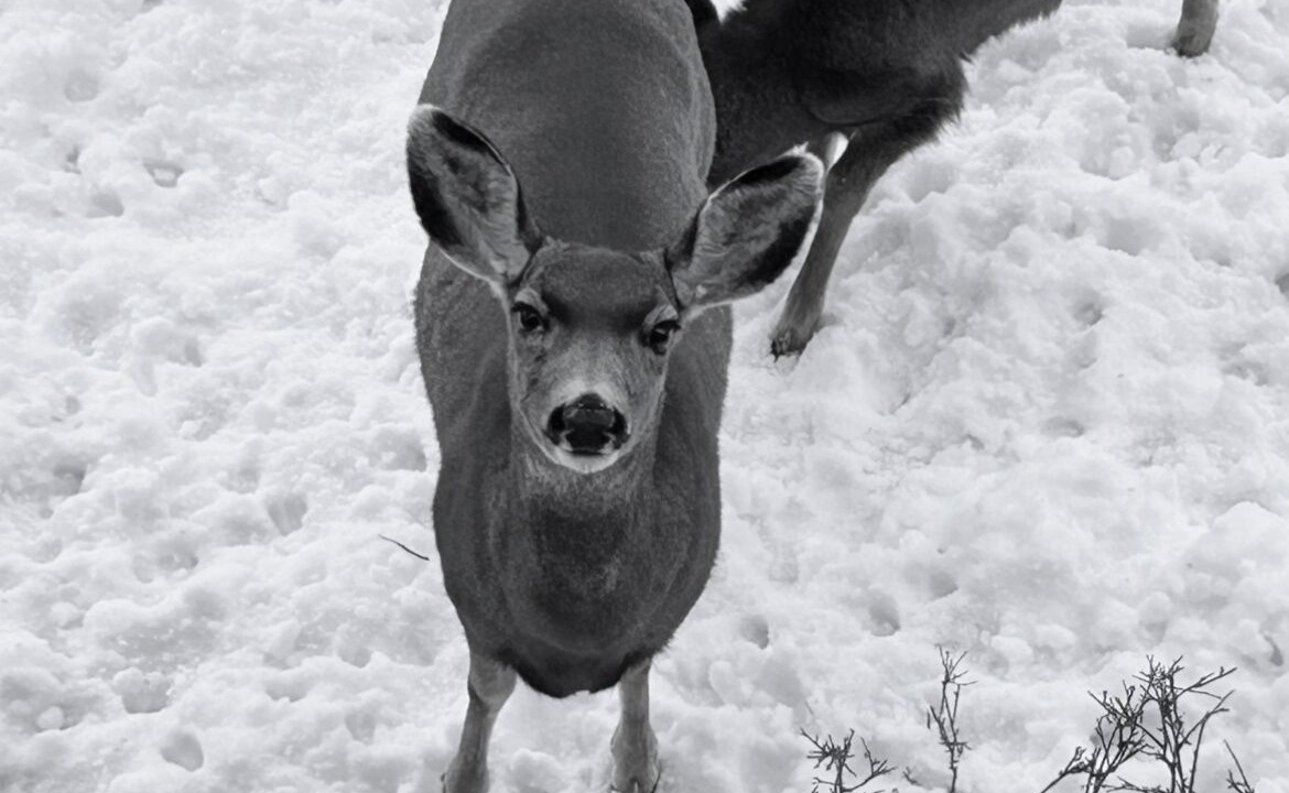 Photo of Outdoor in Cloudcroft