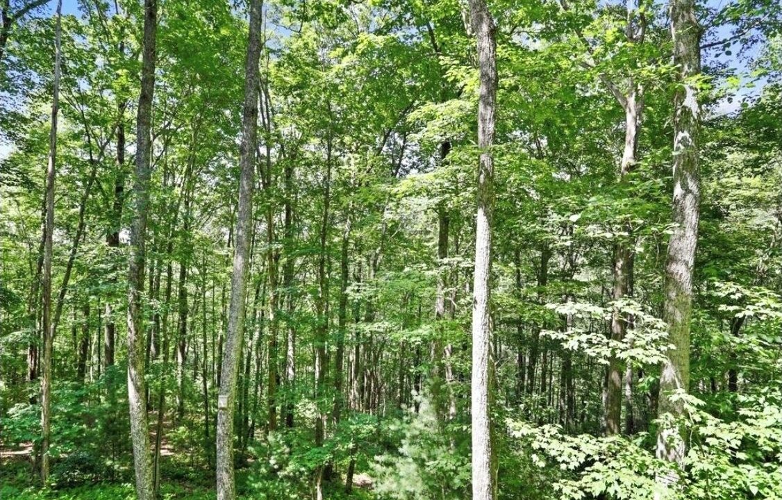 Photo of Others in Blue Ridge