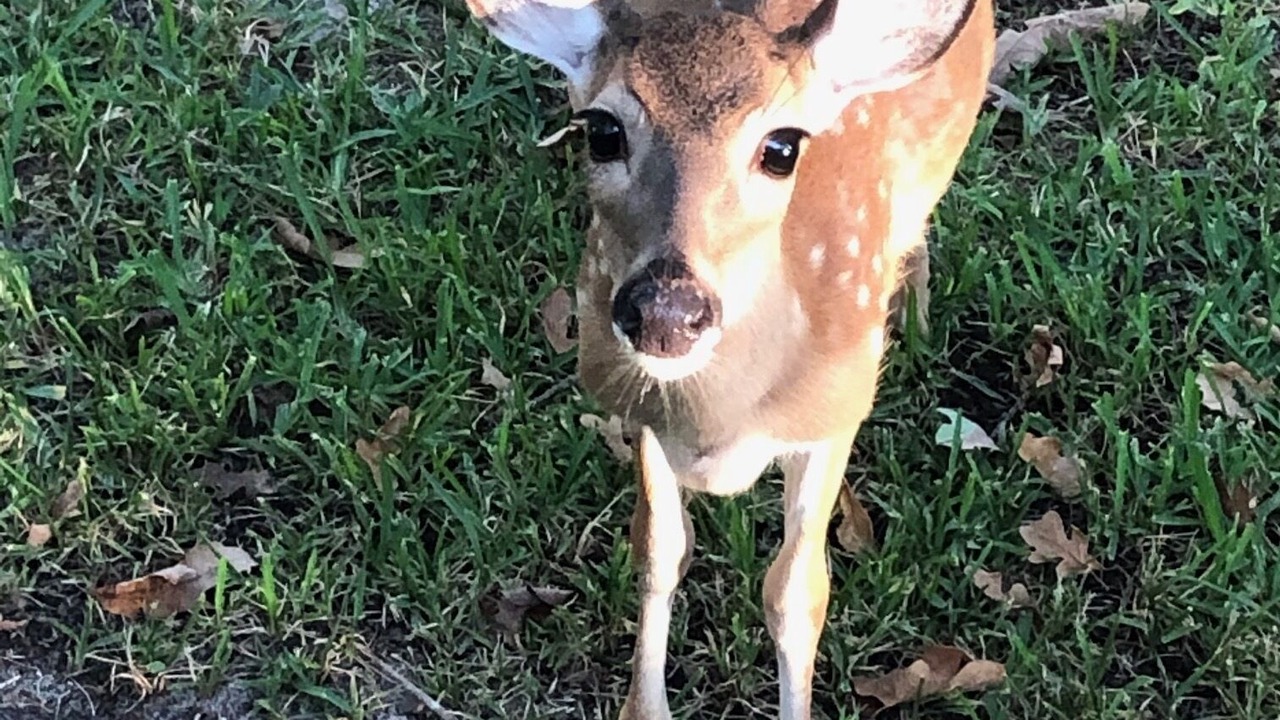 Photo of Others in Holly Lake Ranch