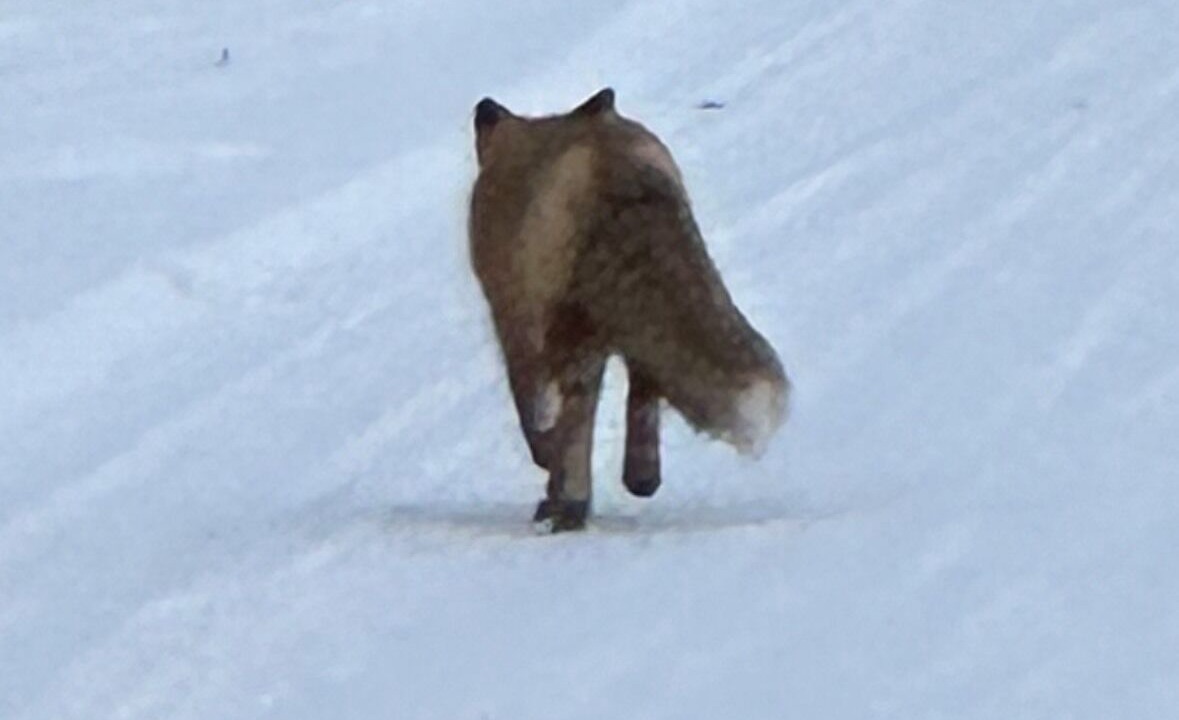 Photo of Others in Fairbanks