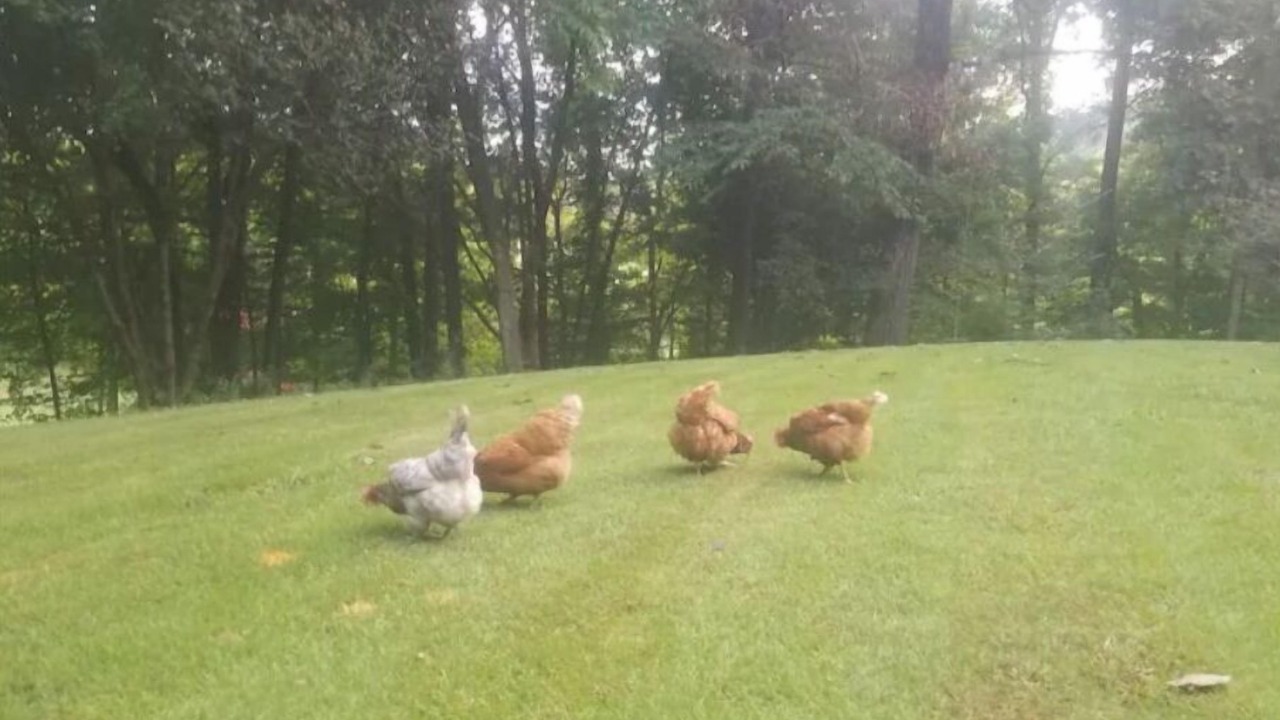 Photo of Others in McDonald