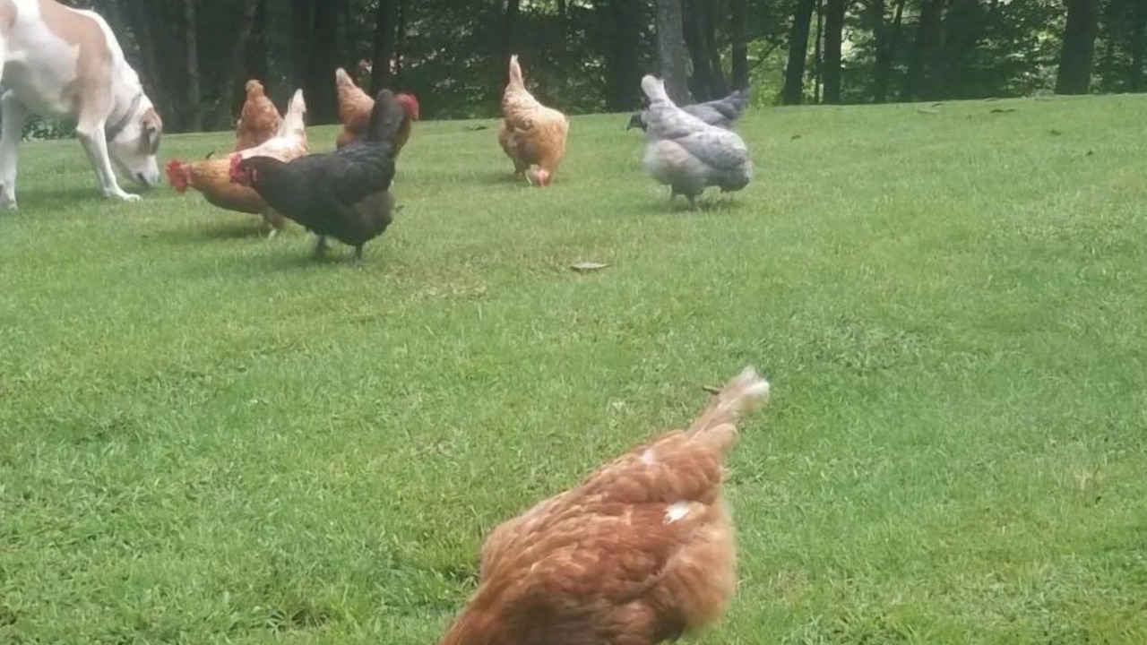 Photo of Outdoor in McDonald