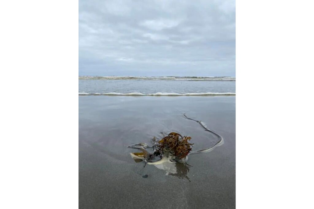 Photo of Others in Seaview