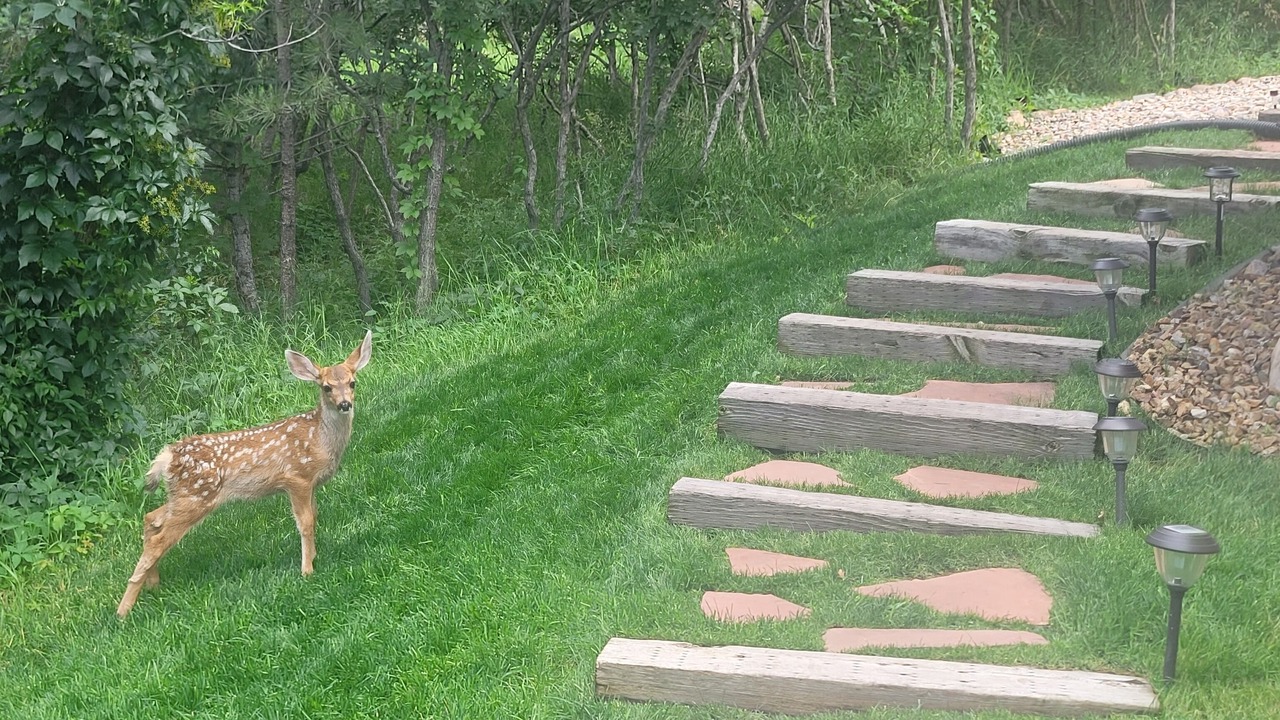 Photo of Others in Southwest Colorado Springs
