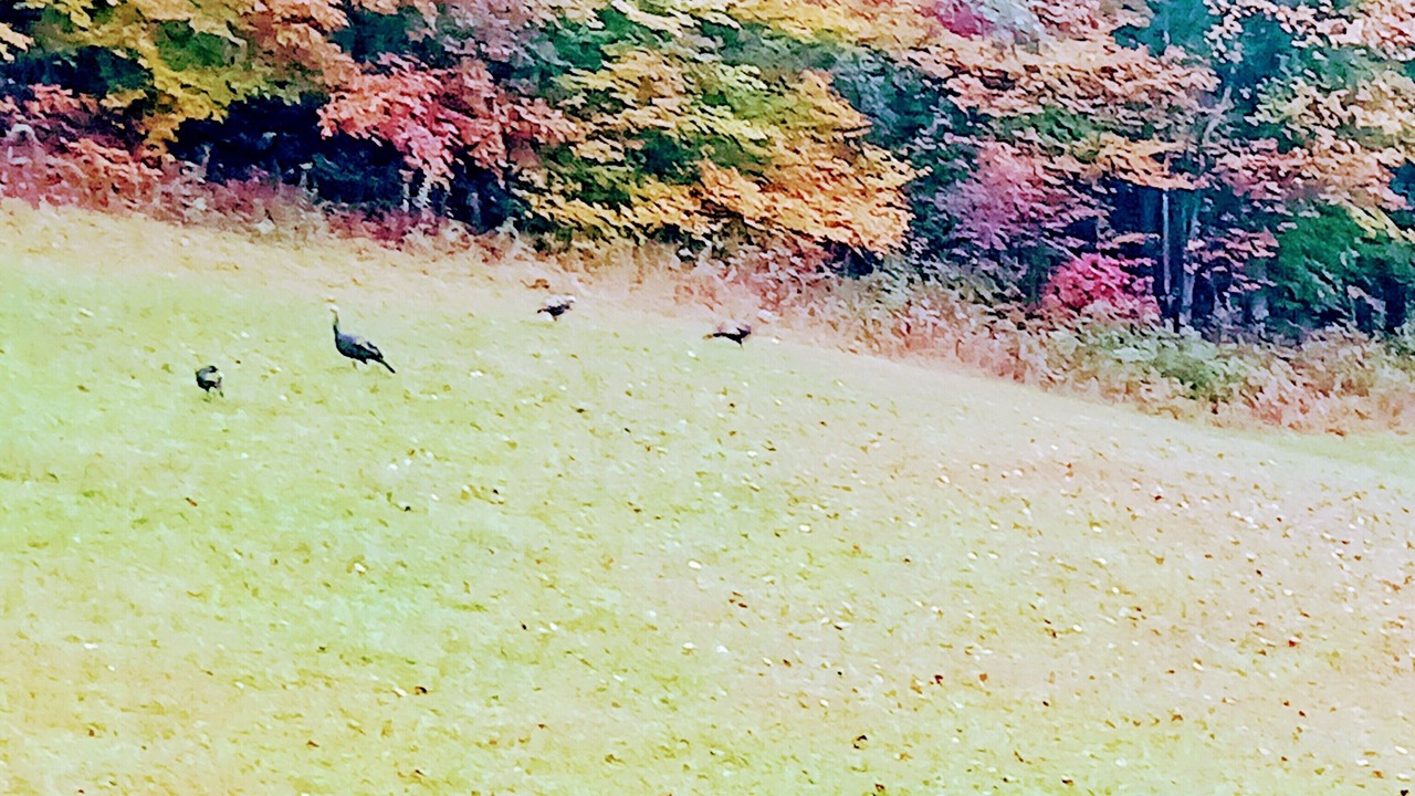 Photo of Others in Summerlee