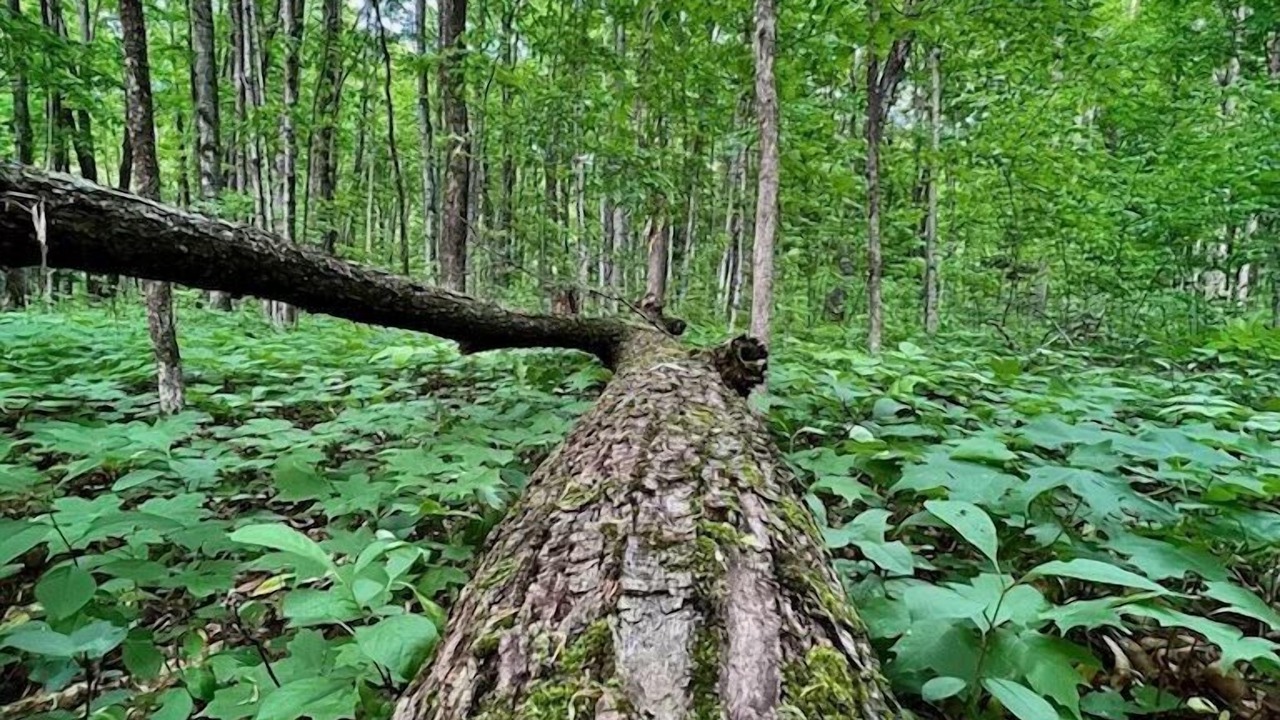 Photo of Outdoor in Thompsonville