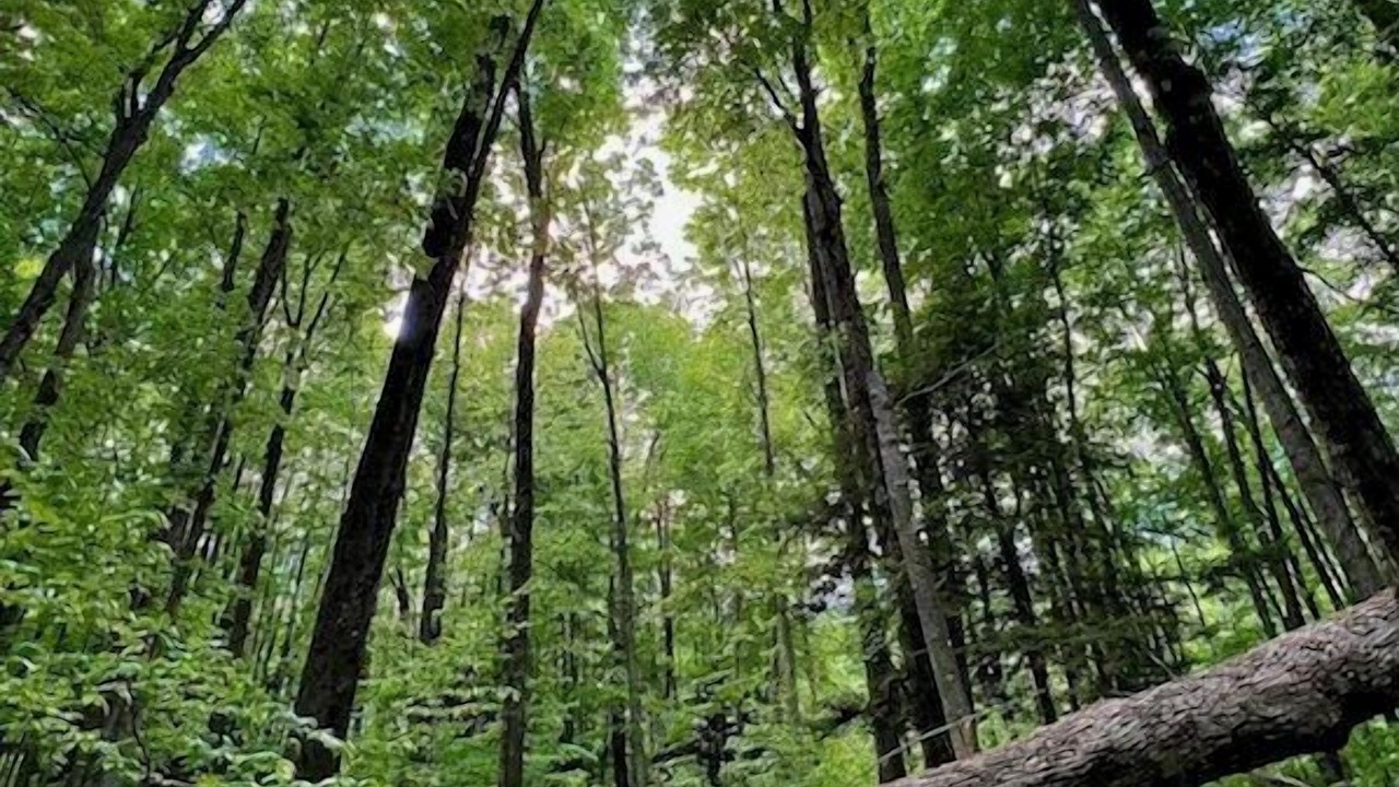 Photo of Others in Thompsonville