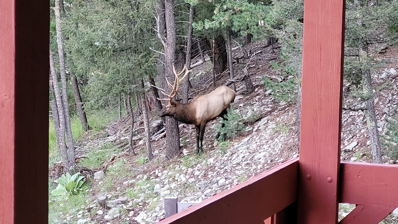 Photo of Outdoor in Cloudcroft