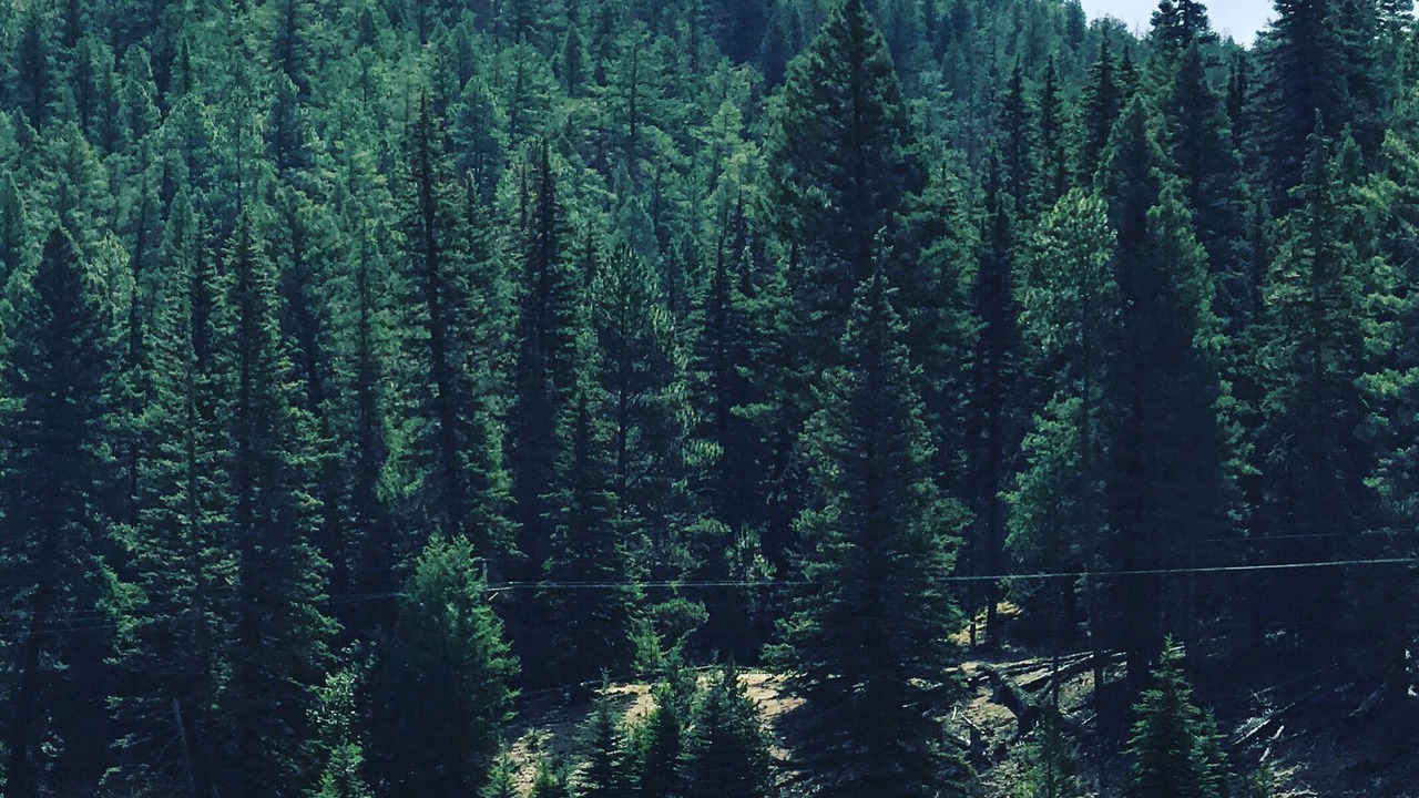 Photo of Others in Cloudcroft
