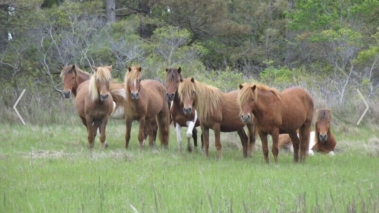 Photo of Others in Ocean Pines