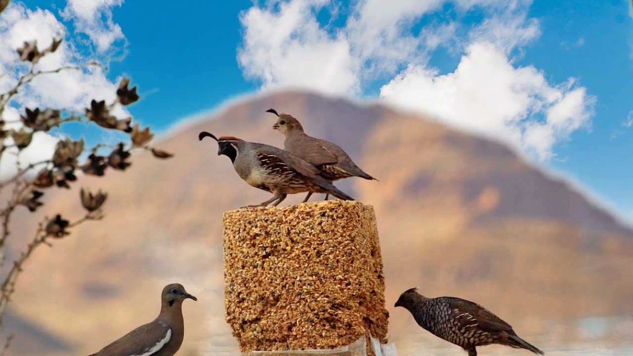 Photo of Others in Animas