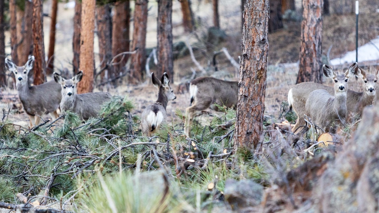 Photo of Others in Golden Gate Canyon