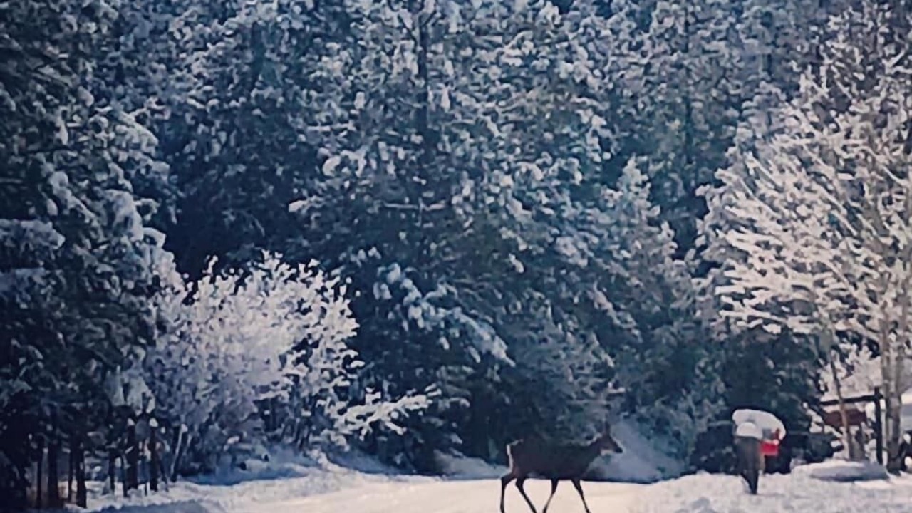 Photo of Others in Lyons