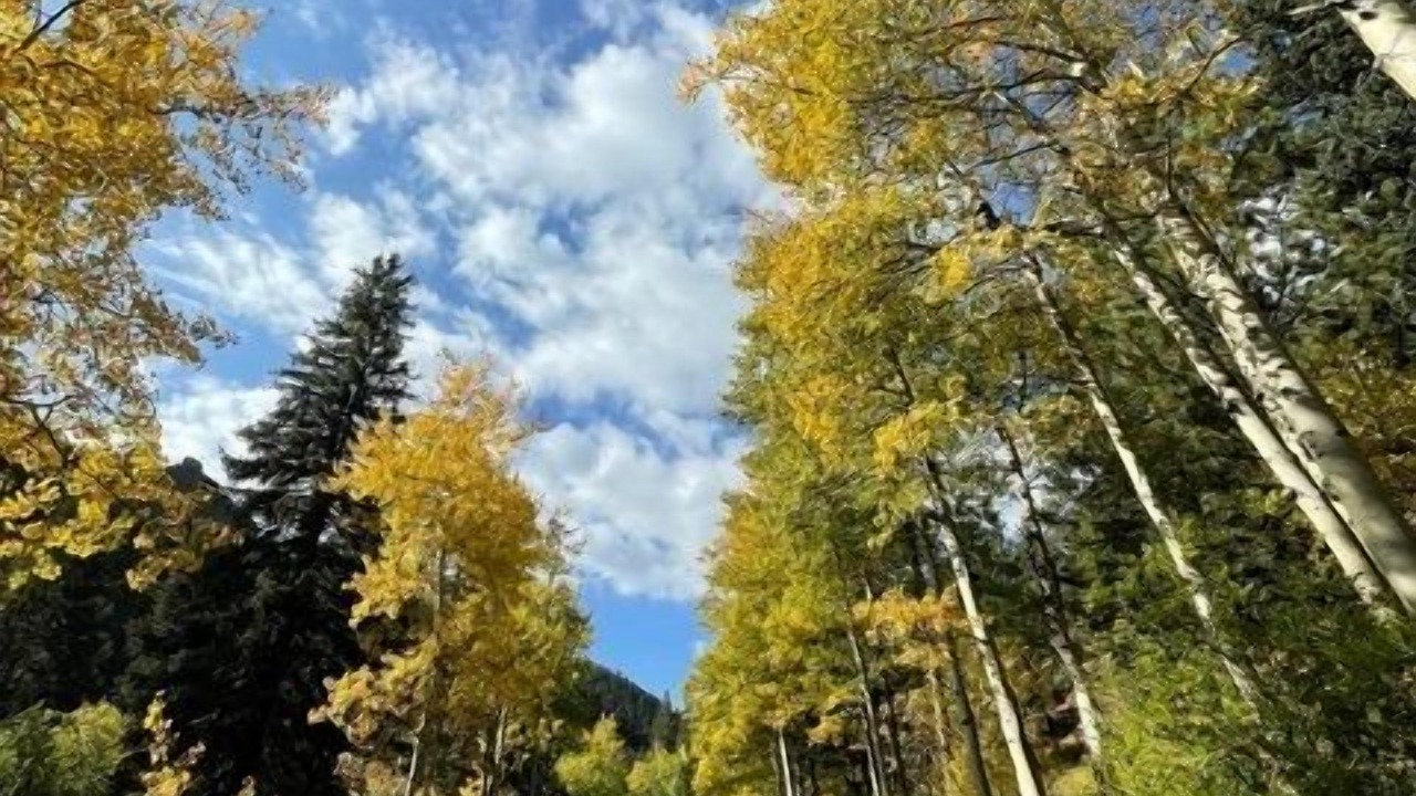 Photo of Others in Lyons