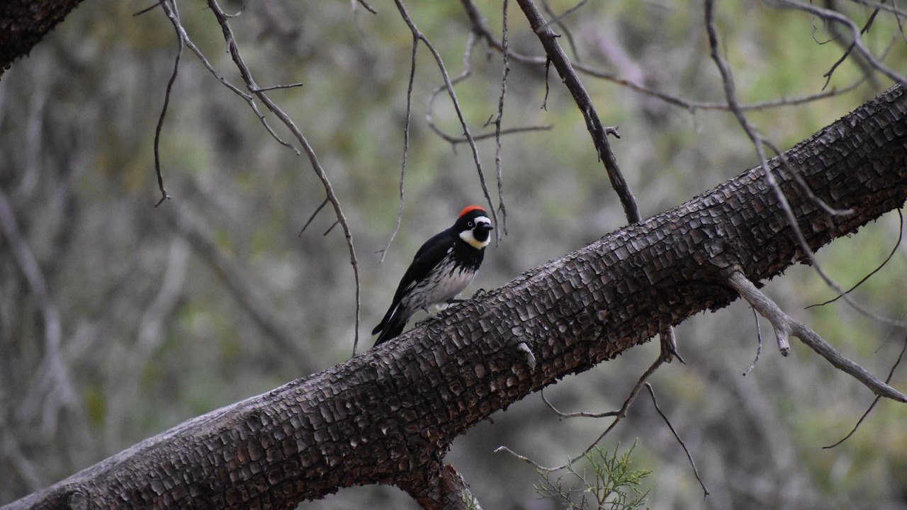 Photo of Others in Sonoita