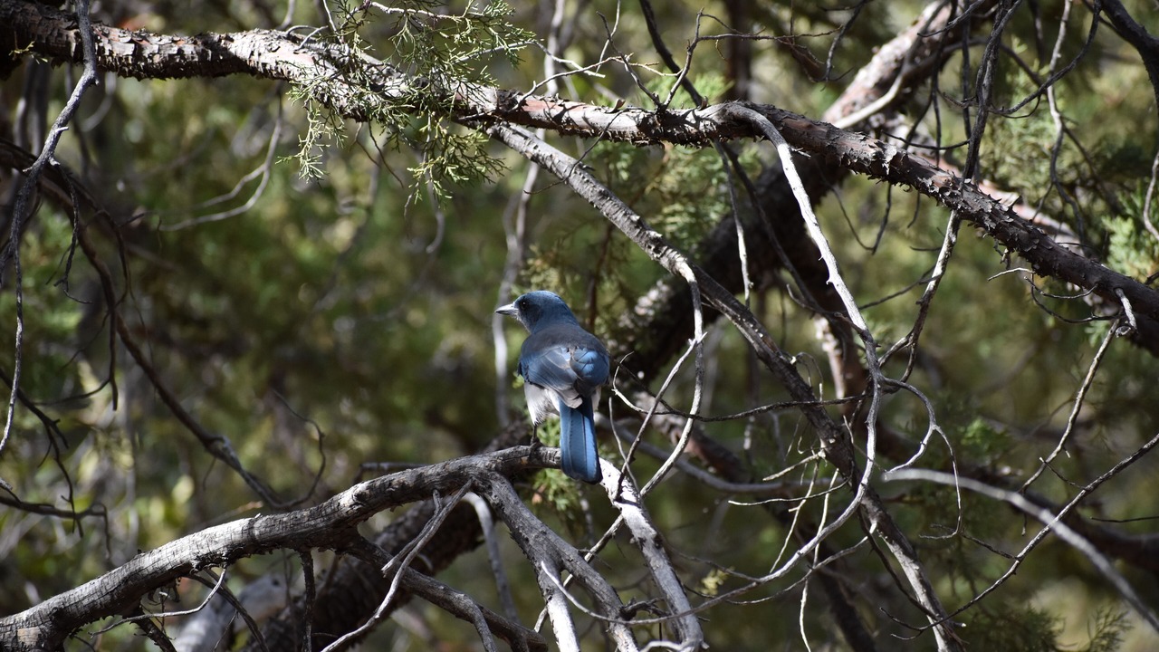 Photo of Others in Sonoita
