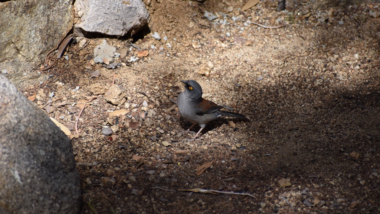 Photo of Others in Sonoita