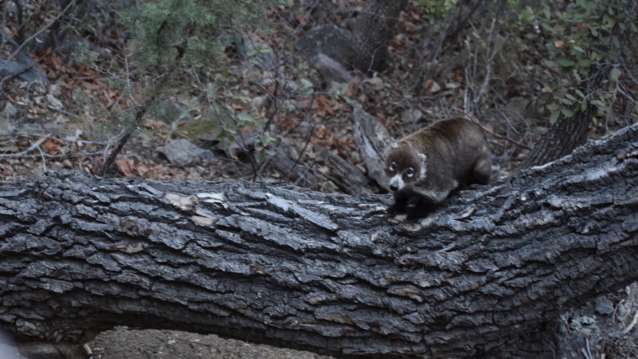 Photo of Others in Sonoita