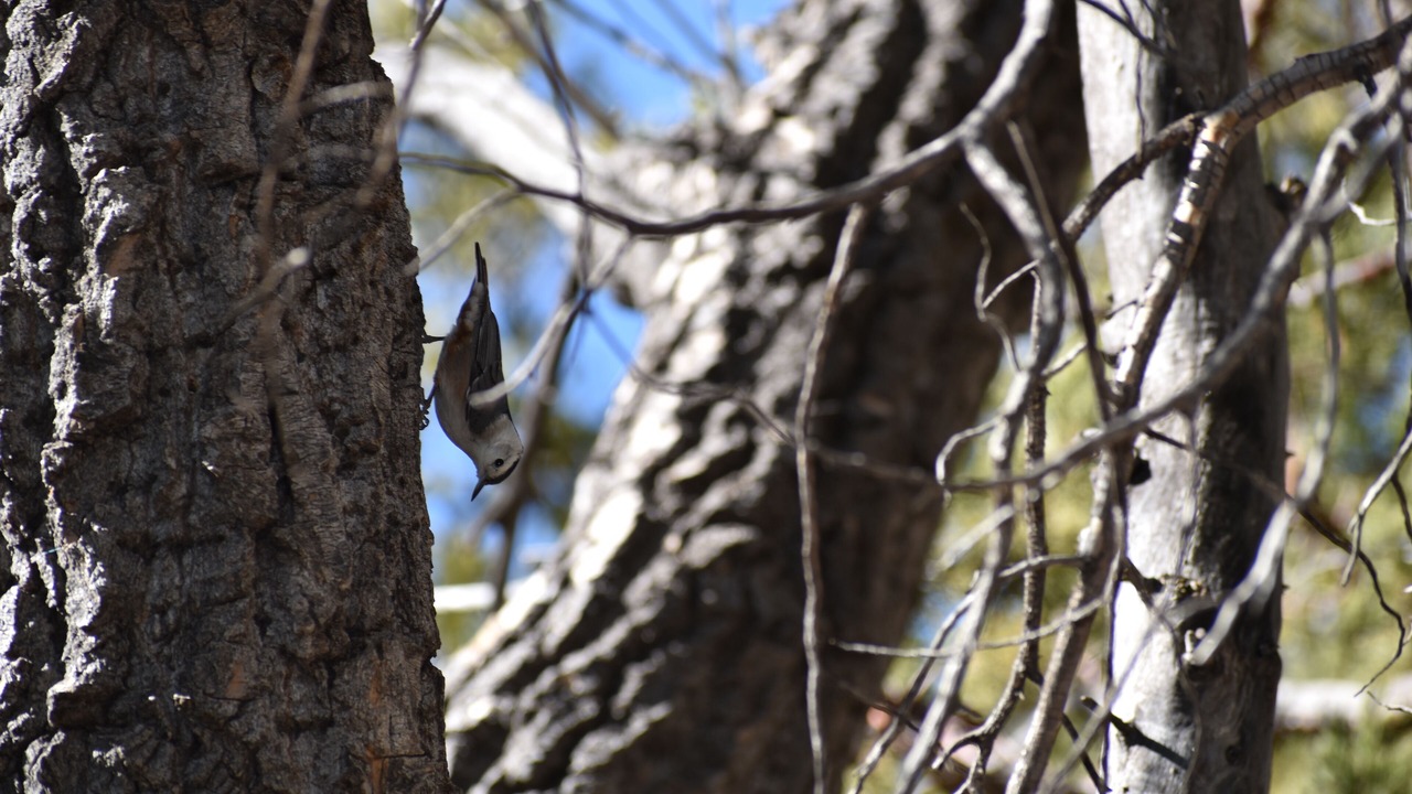 Photo of Others in Sonoita