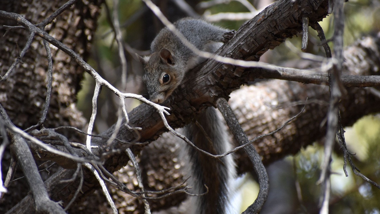 Photo of Others in Sonoita