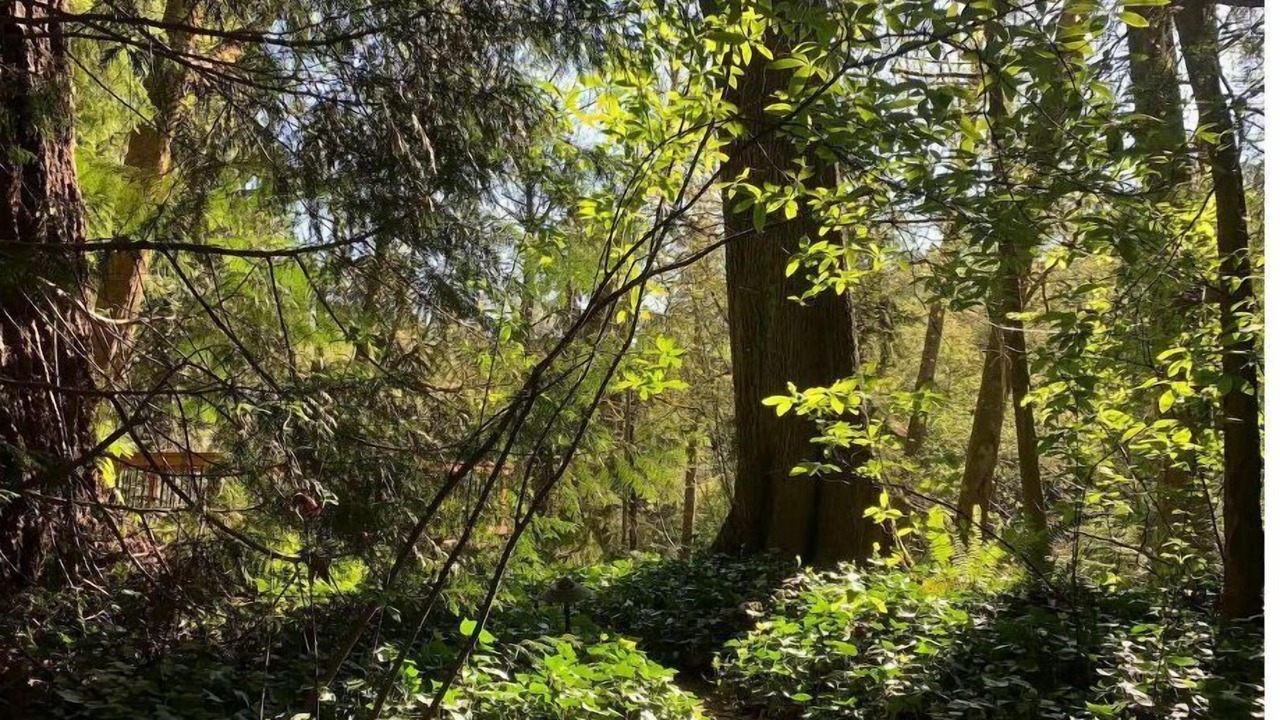 Photo of Others in Lake Forest Park