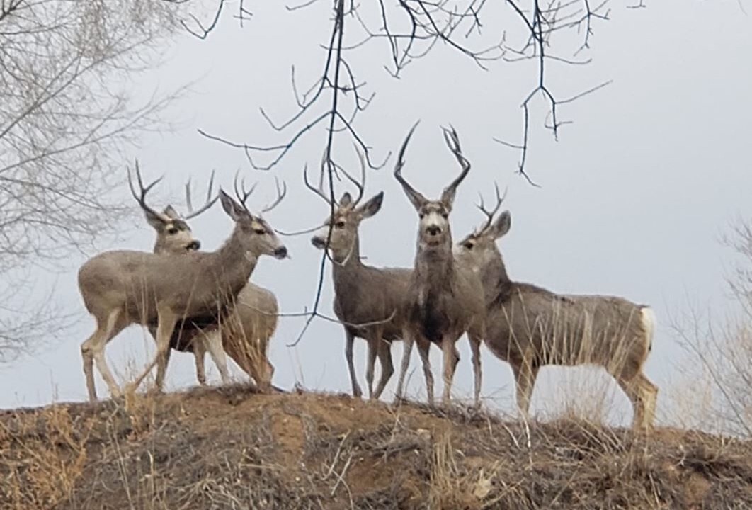 Photo of Others in Rogers Park