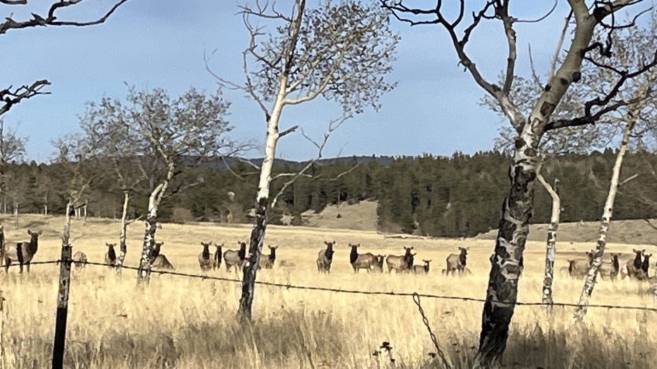 Photo of Others in Spring Valley