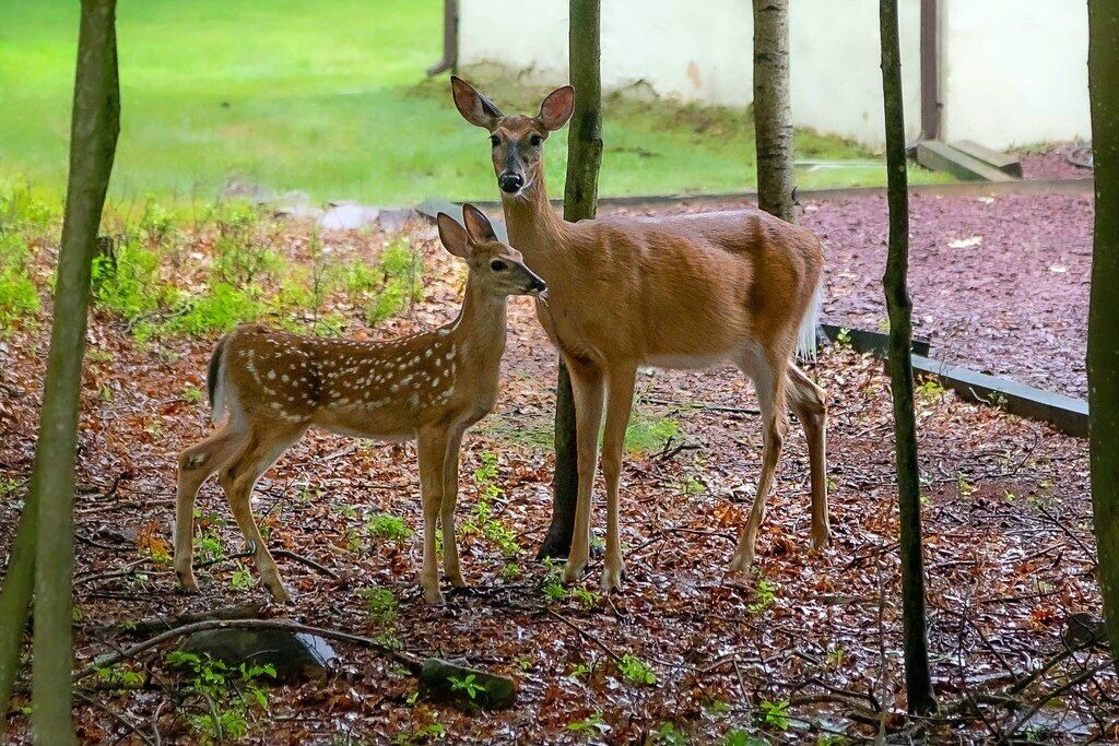 Photo of Others in Tannersville