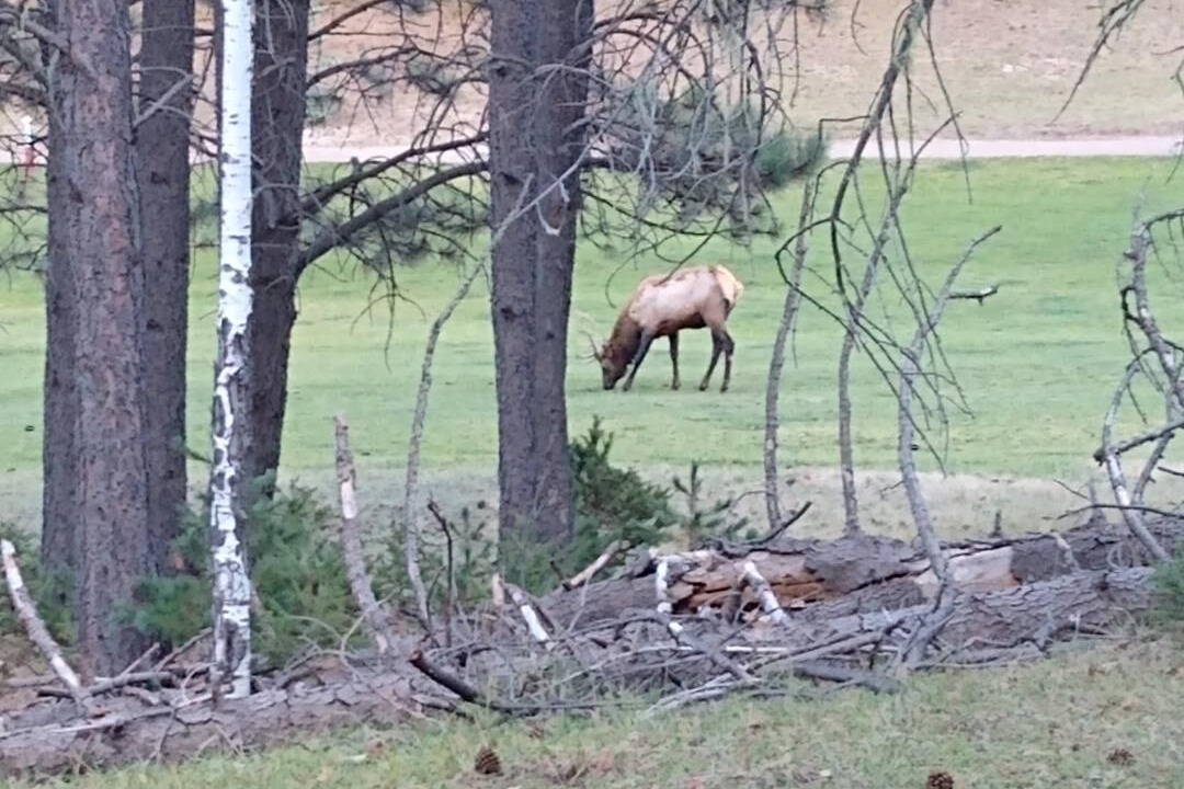 Photo of Outdoor in Cloudcroft