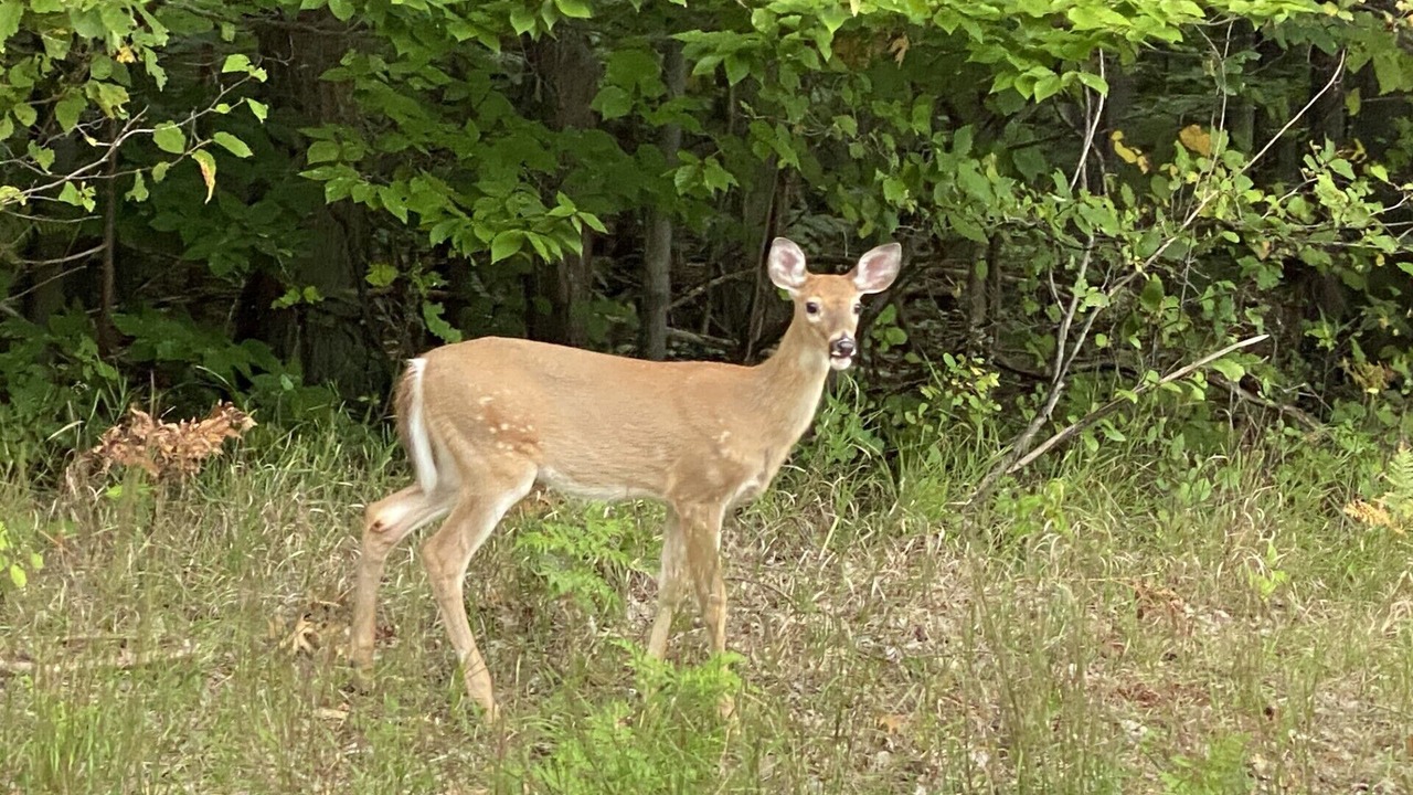 Photo of Others in Maple City