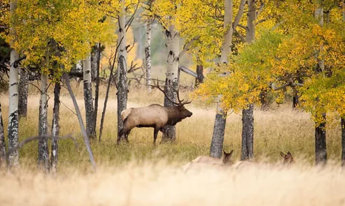 Photo of Others in Cimarron