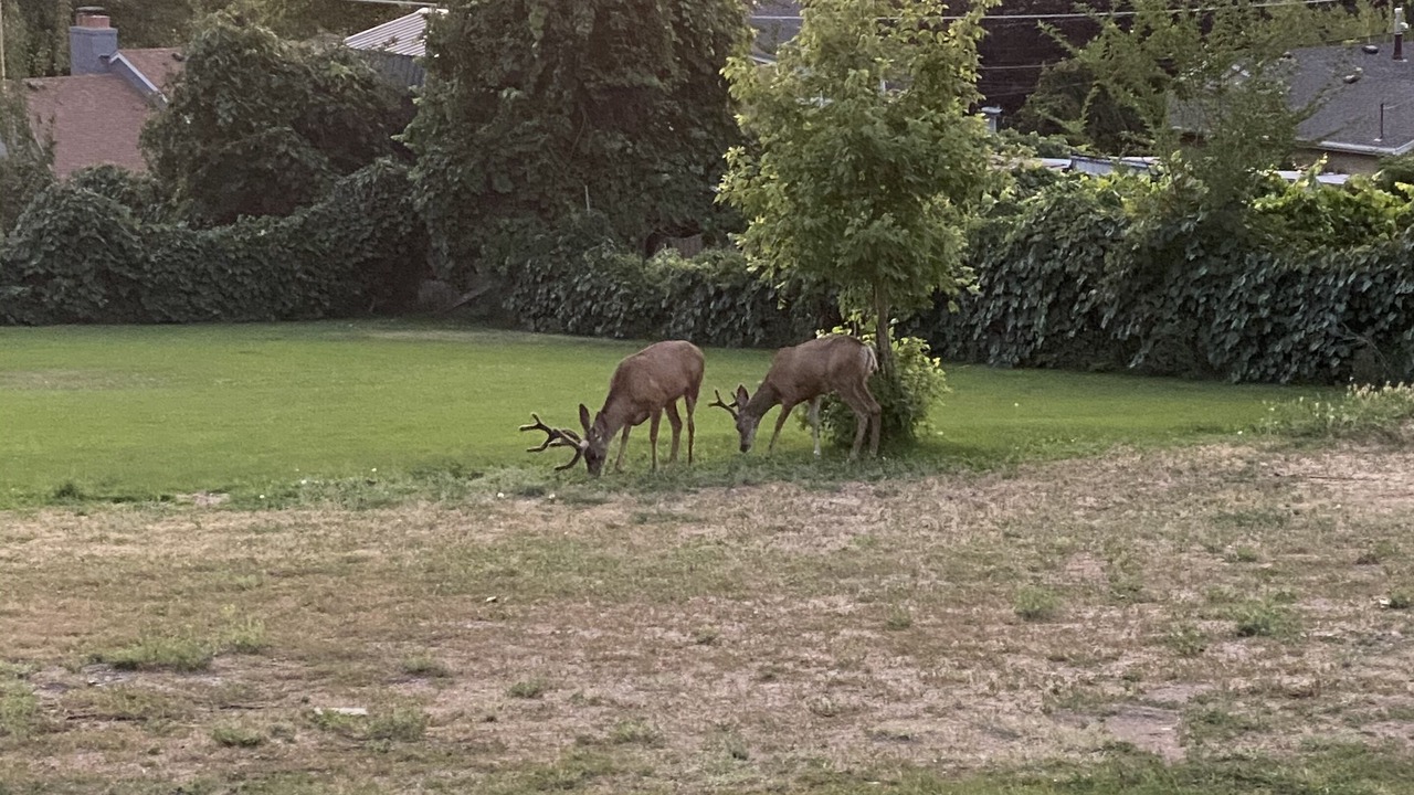 Photo of Outdoor in Bountiful