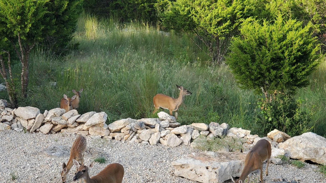 Photo of Outdoor in Spring Branch
