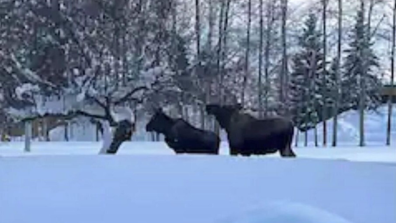 Photo of Others in Fairbanks