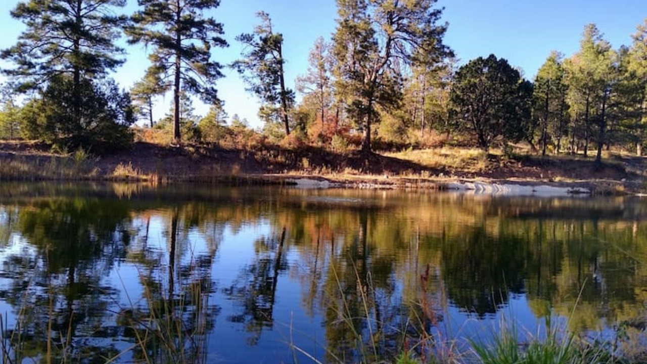 Photo of Outdoor in Timberon