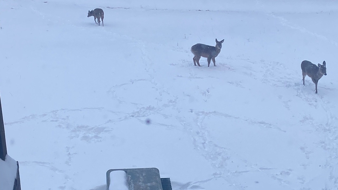 Photo of Others in Snowshoe