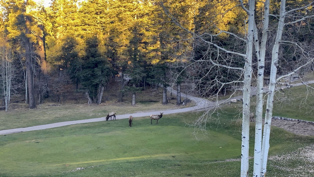Photo of Others in Cloudcroft