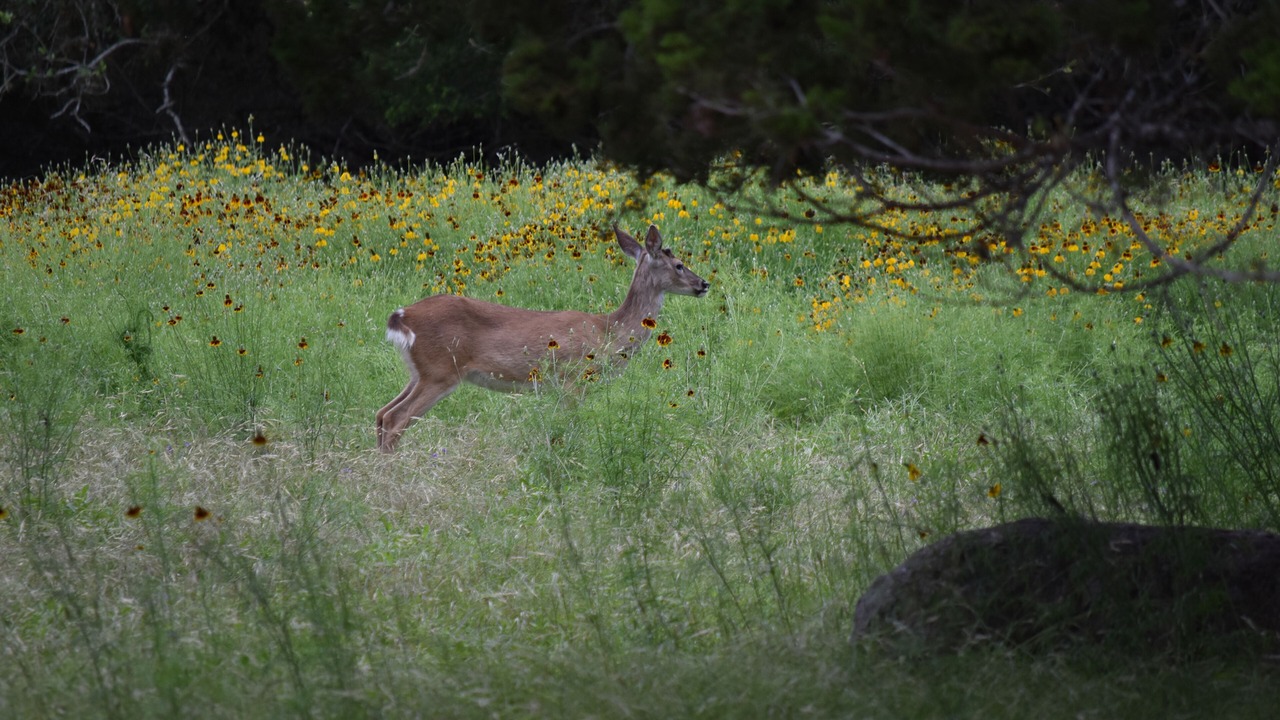 Photo of Outdoor in Spring Branch