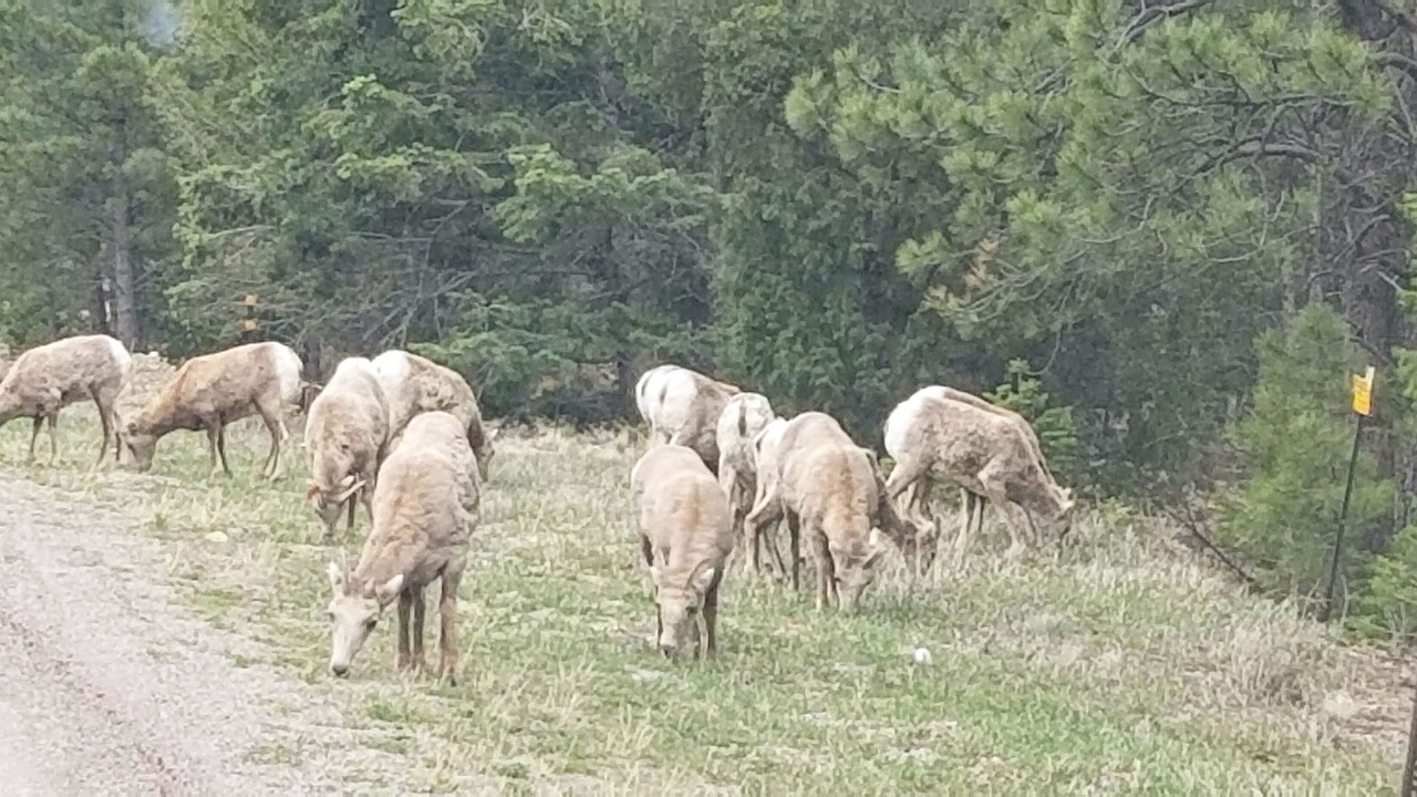 Photo of Others in Eagle Nest