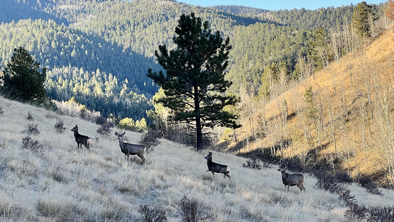 Photo of Others in Rainbow Valley