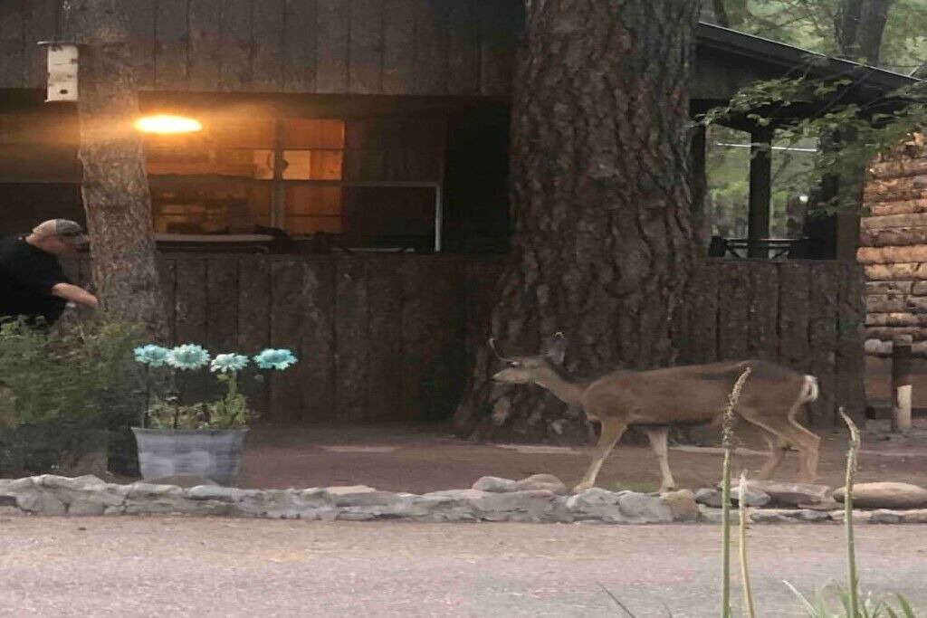 Photo of Outdoor in Ruidoso